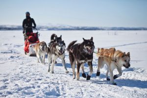Grönland TRek - Hundeschlittentouren durch den Norden