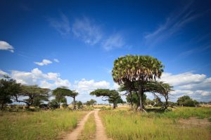 Selous Wildreservat - treks durch Afrika