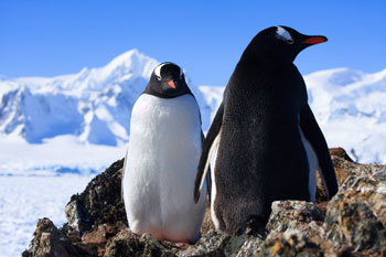 Von Juli bis Dezember können auf dem Hollyford Track Pinguine beobachtet werden.