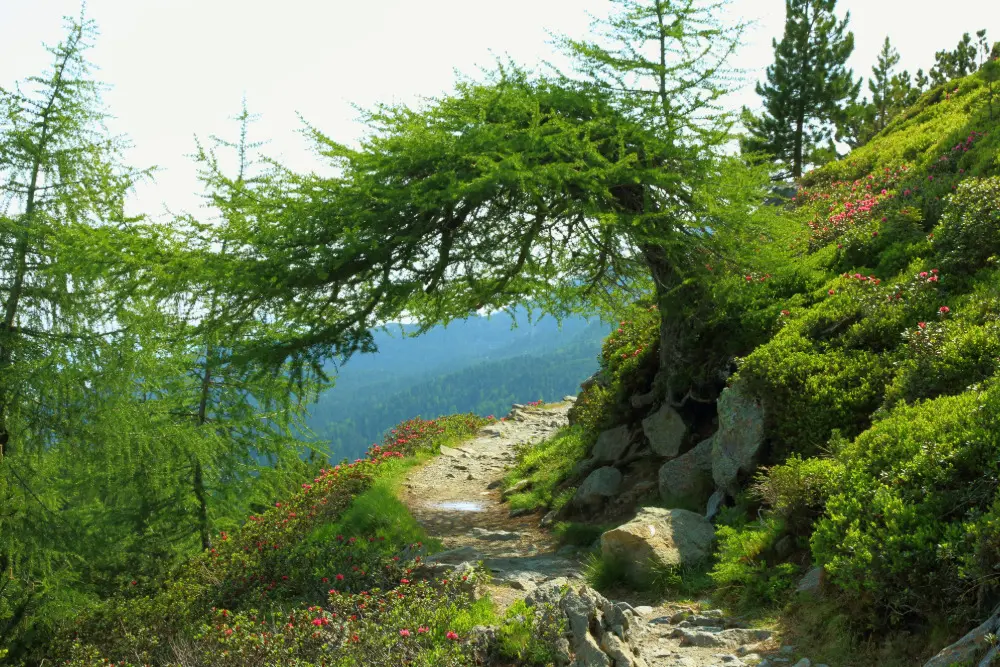 Wanderweg durch Zirben am Zirbenweg oberhalb von Innsbruck.
